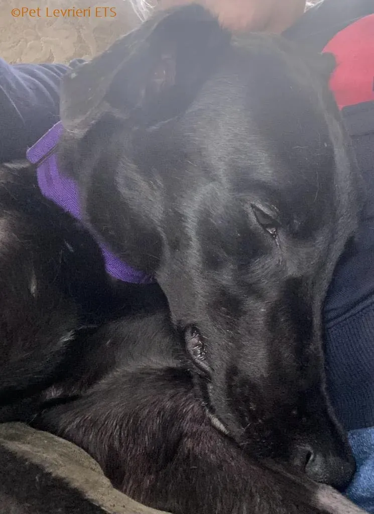 Huxley adozione levrieri greyhound 1