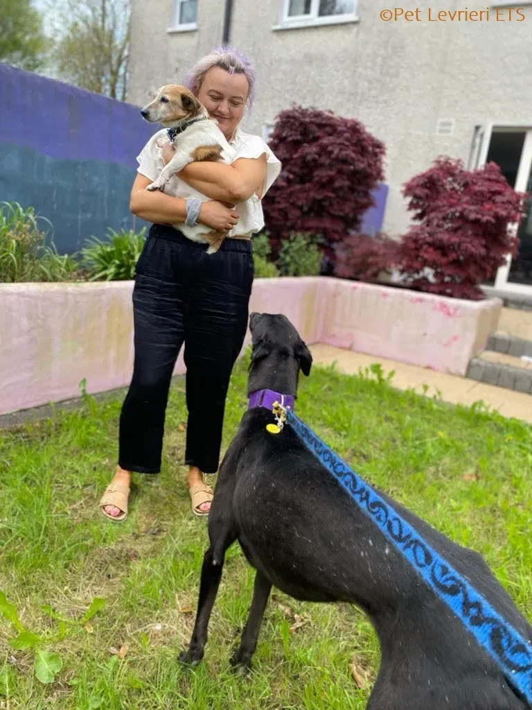 Huxley adozione levrieri greyhound 10