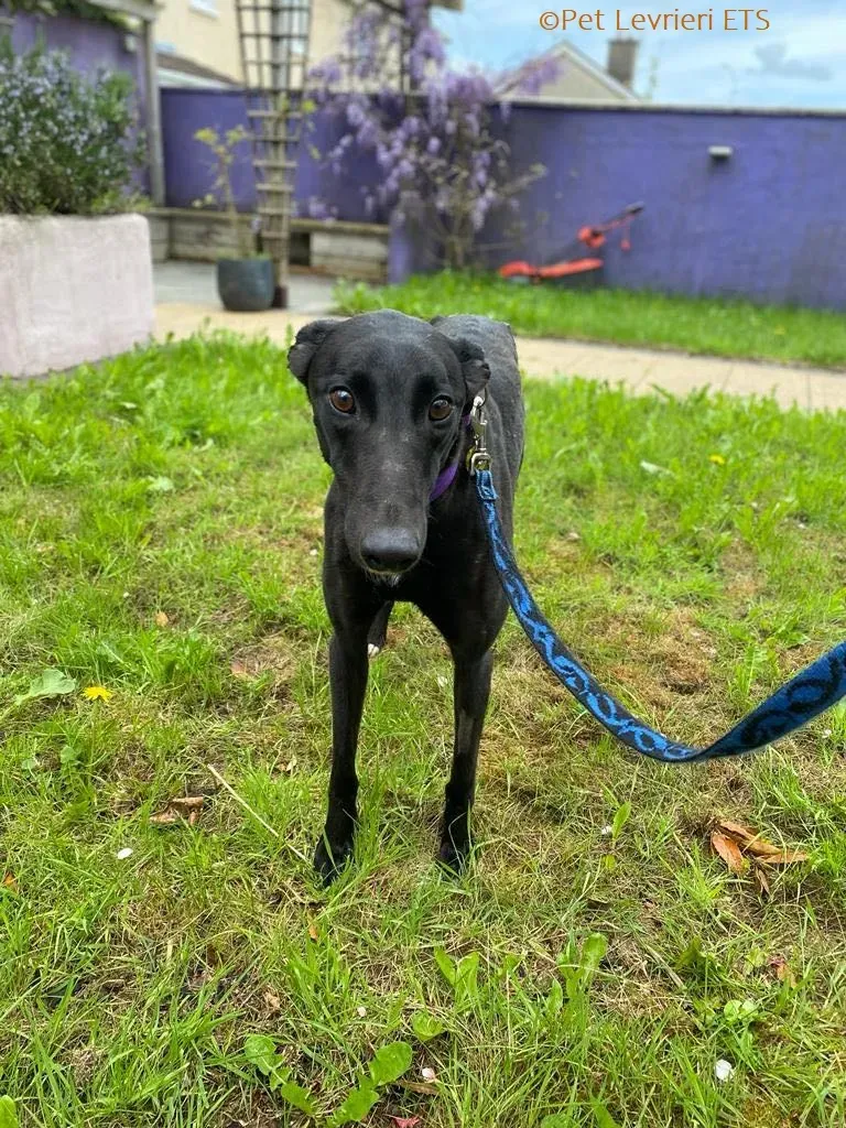 Huxley adozione levrieri greyhound 11