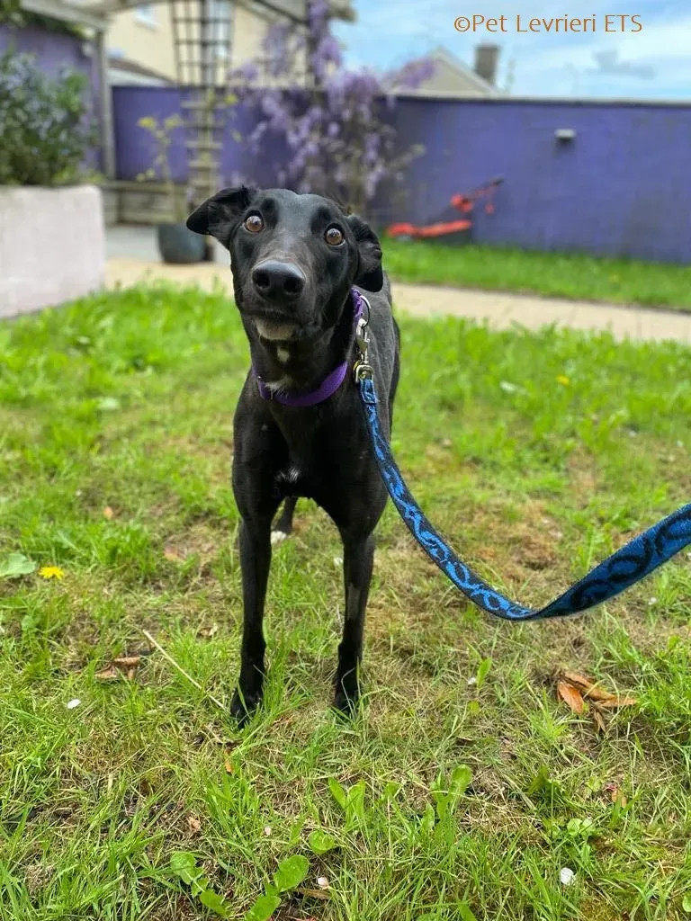 Huxley adozione levrieri greyhound 12