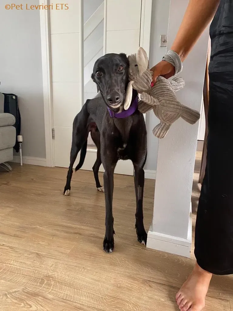 Huxley adozione levrieri greyhound 13