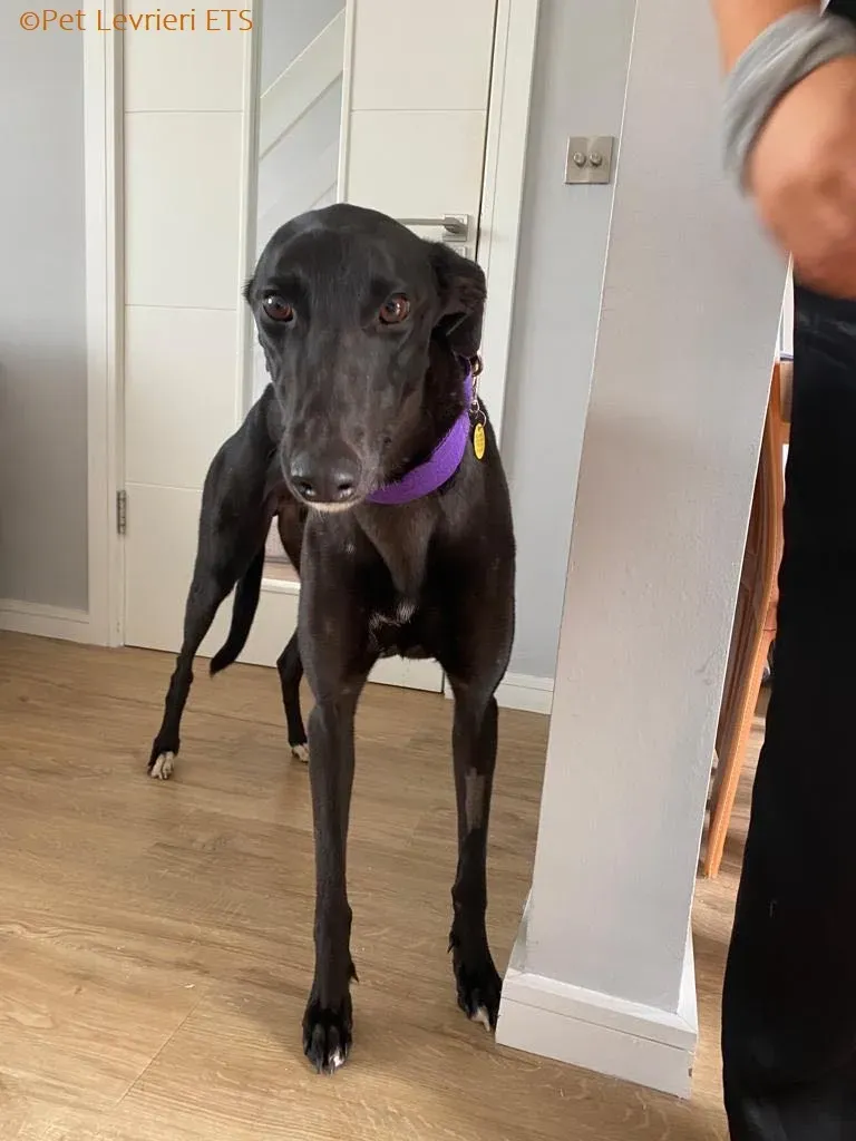 Huxley adozione levrieri greyhound 14