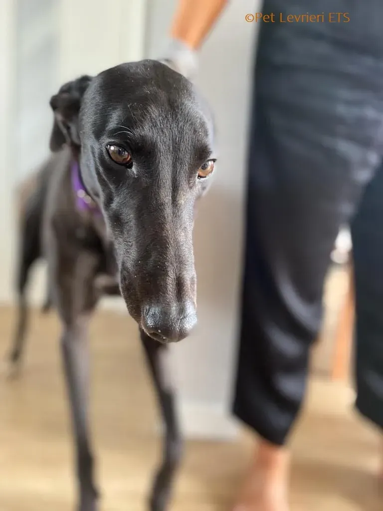 Huxley adozione levrieri greyhound 15