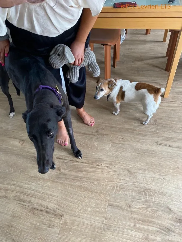 Huxley adozione levrieri greyhound 16