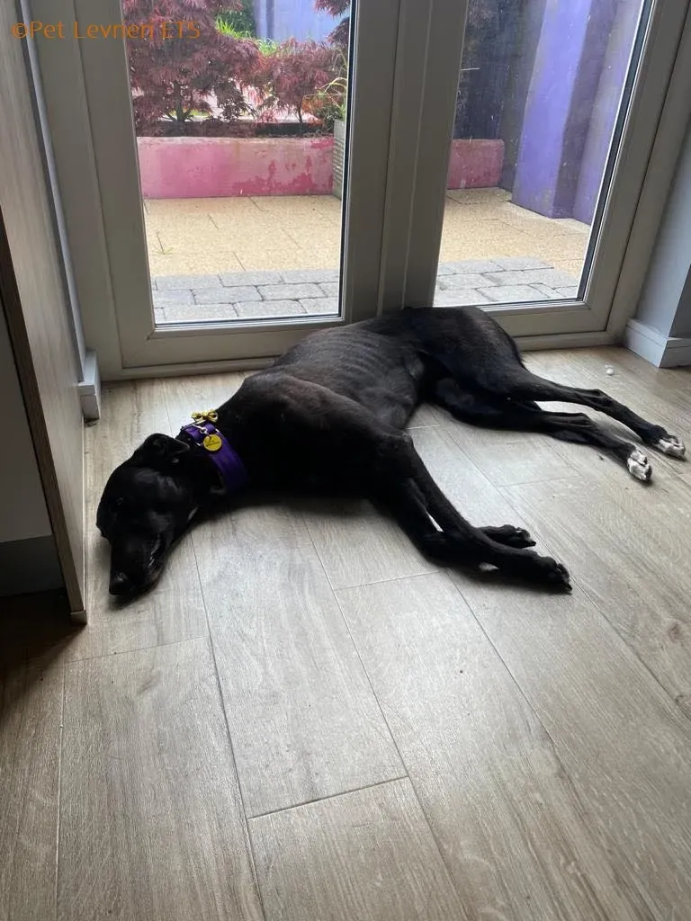 Huxley adozione levrieri greyhound 17