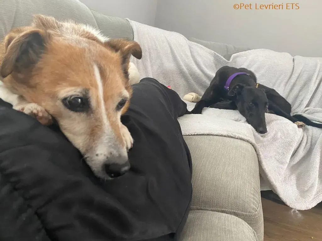 Huxley adozione levrieri greyhound 18