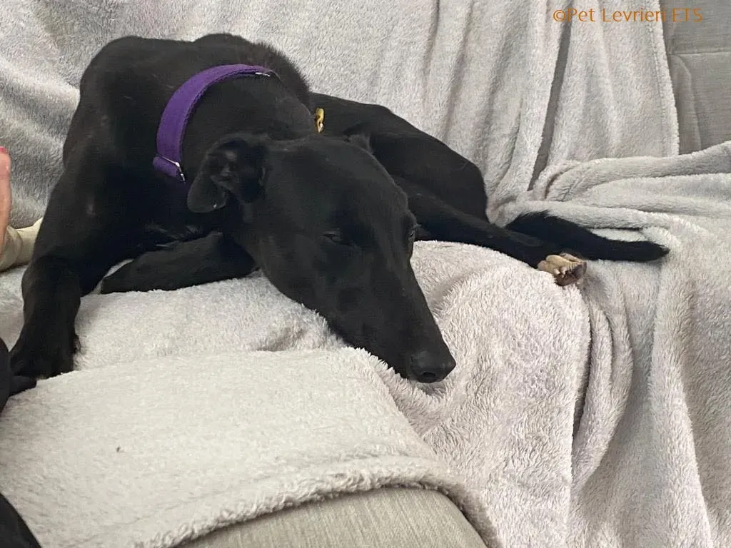 Huxley adozione levrieri greyhound 19