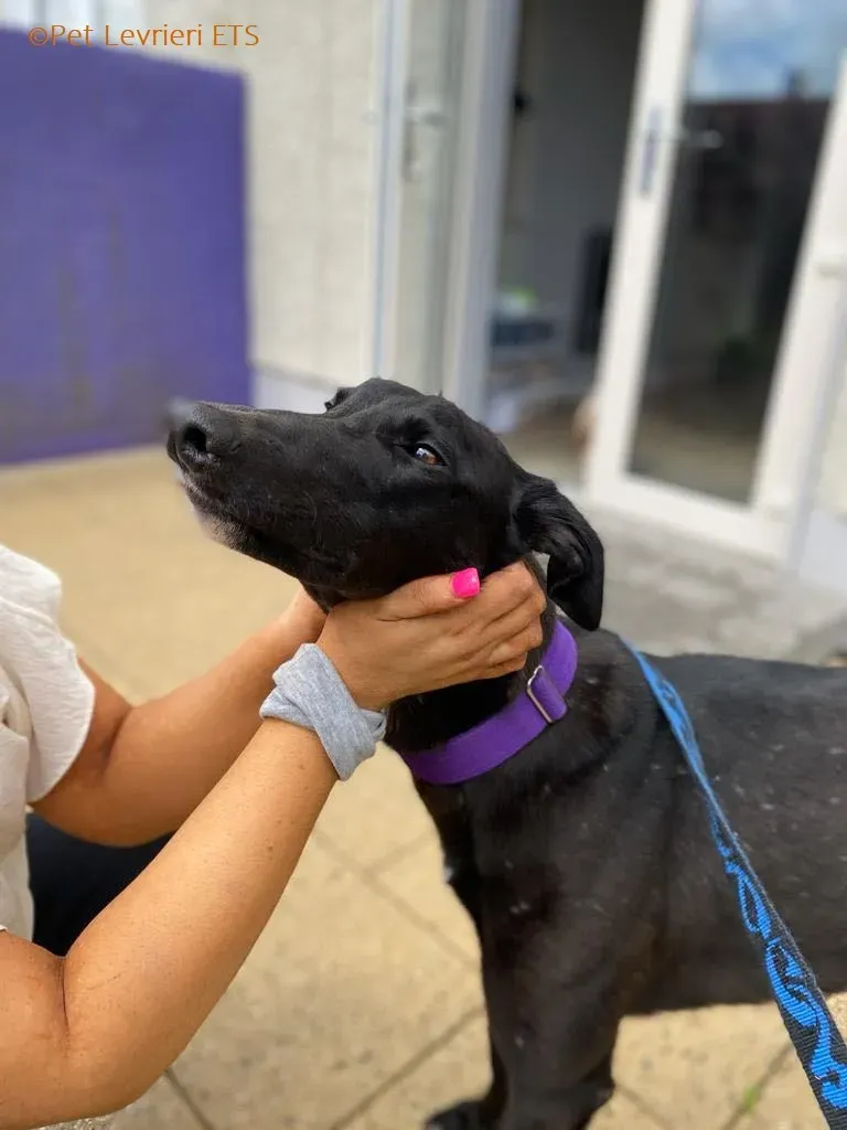 Huxley adozione levrieri greyhound 2