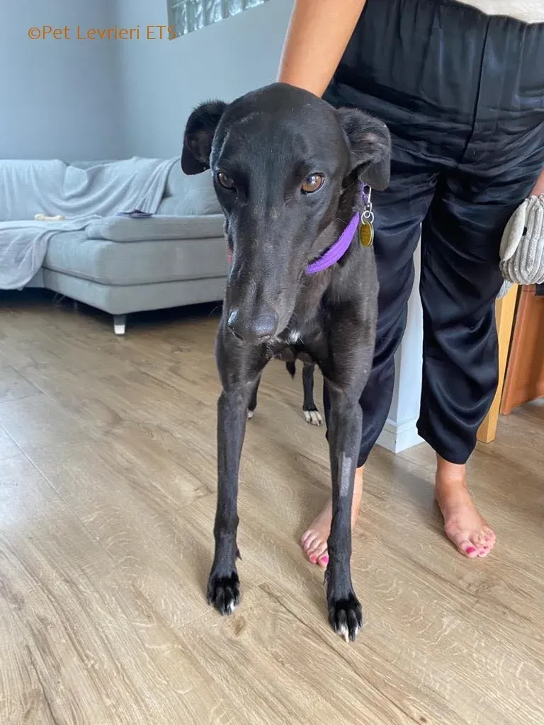 Huxley adozione levrieri greyhound 20