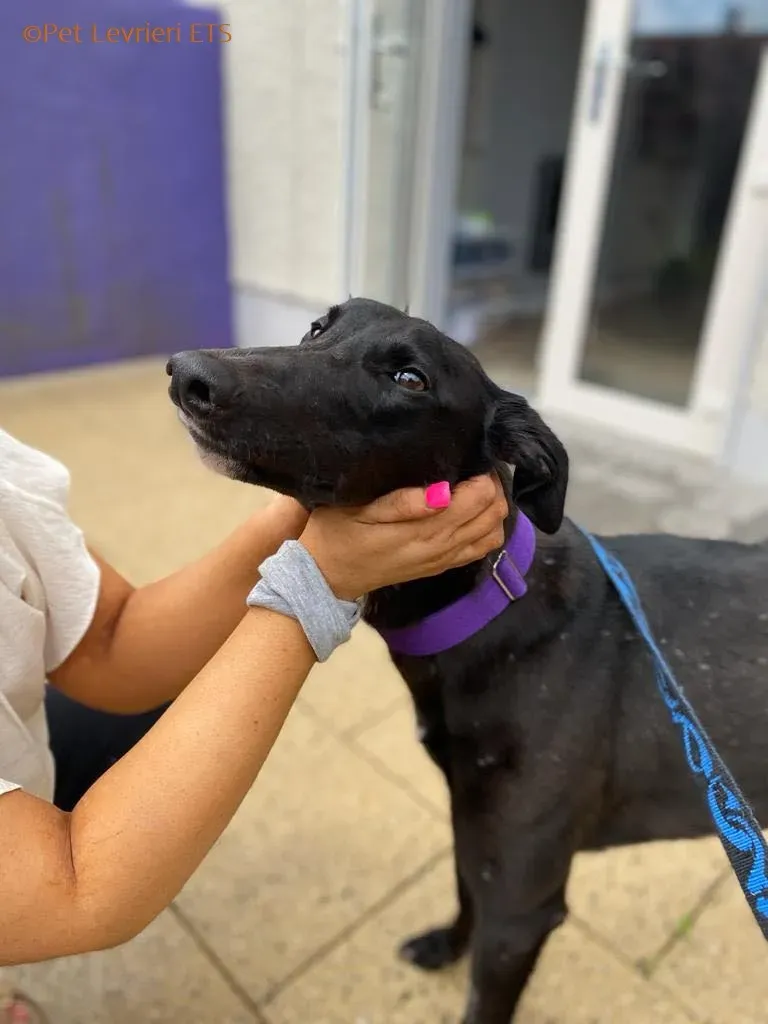 Huxley adozione levrieri greyhound 3