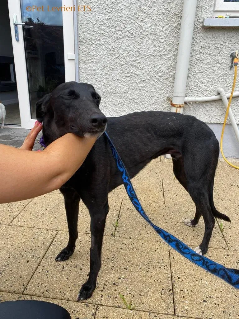 Huxley adozione levrieri greyhound 4