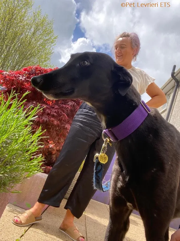 Huxley adozione levrieri greyhound 7