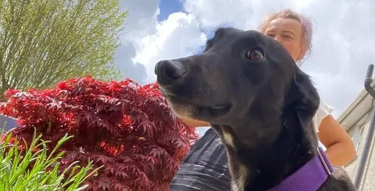 Huxley adozione levrieri greyhound 8 e1684143976921