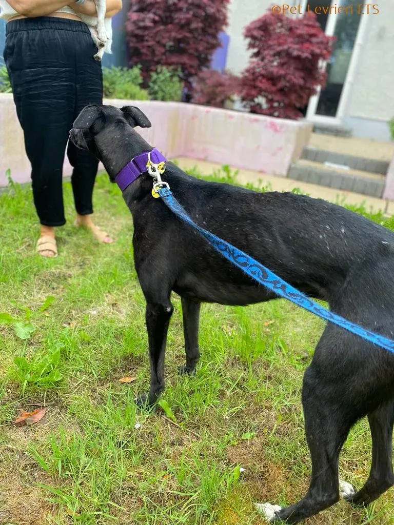 Huxley adozione levrieri greyhound 9