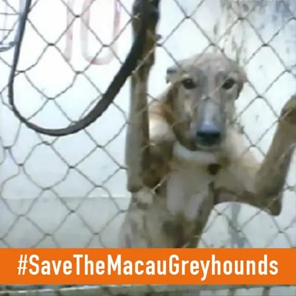 I stand AVATAR FB dog