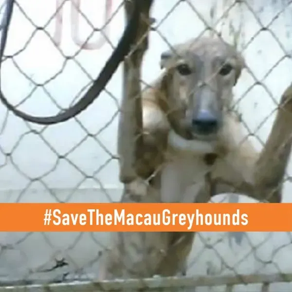 I stand AVATAR TWITTER Dog