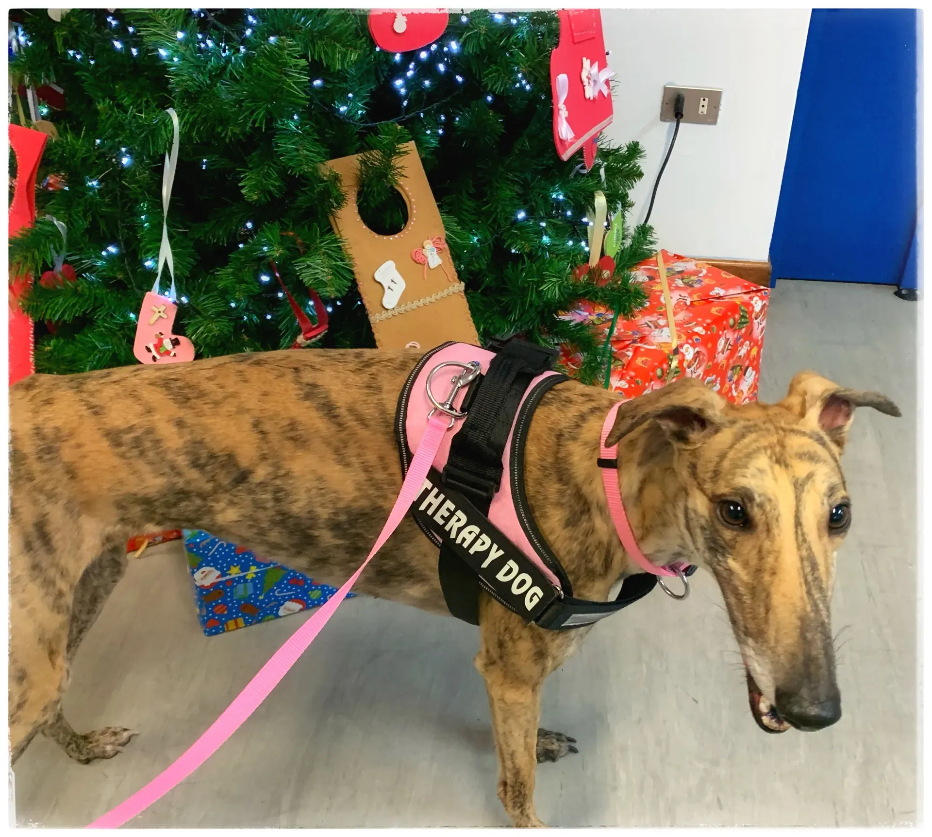 IAA pet therapy levrieri galgo greyhound 1