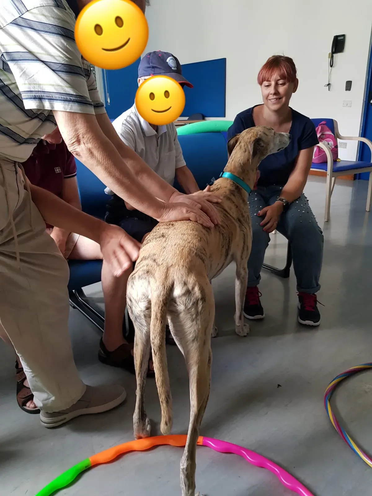 IAA pet therapy levrieri galgo greyhound 10
