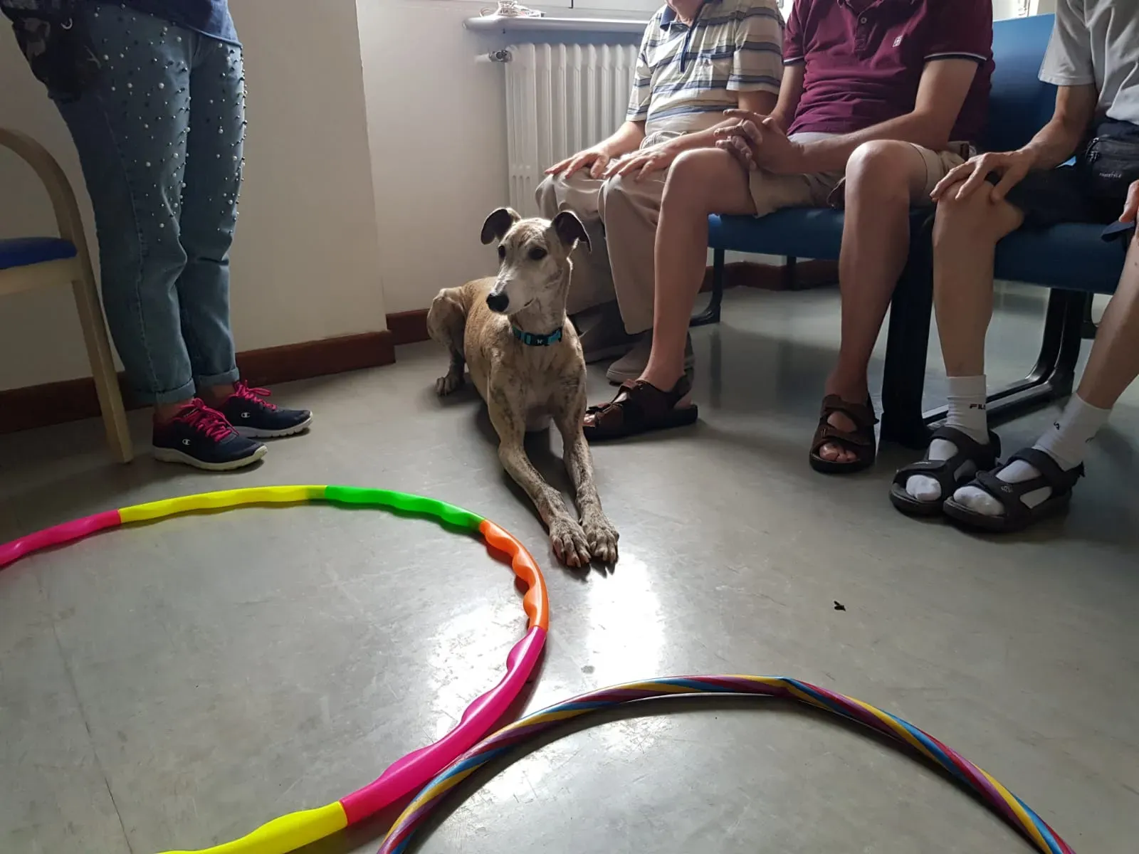IAA pet therapy levrieri galgo greyhound 11
