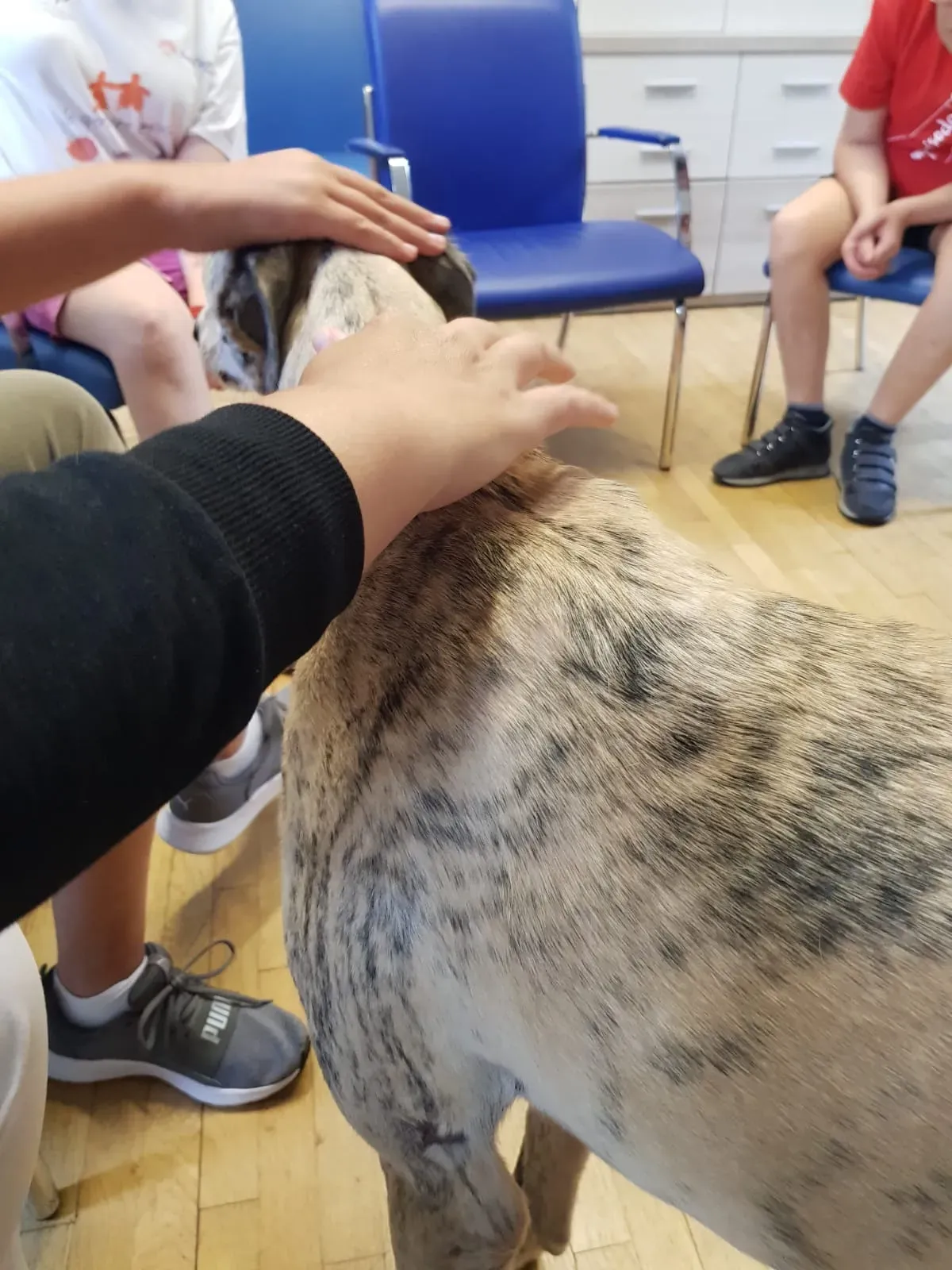 IAA pet therapy levrieri galgo greyhound 12