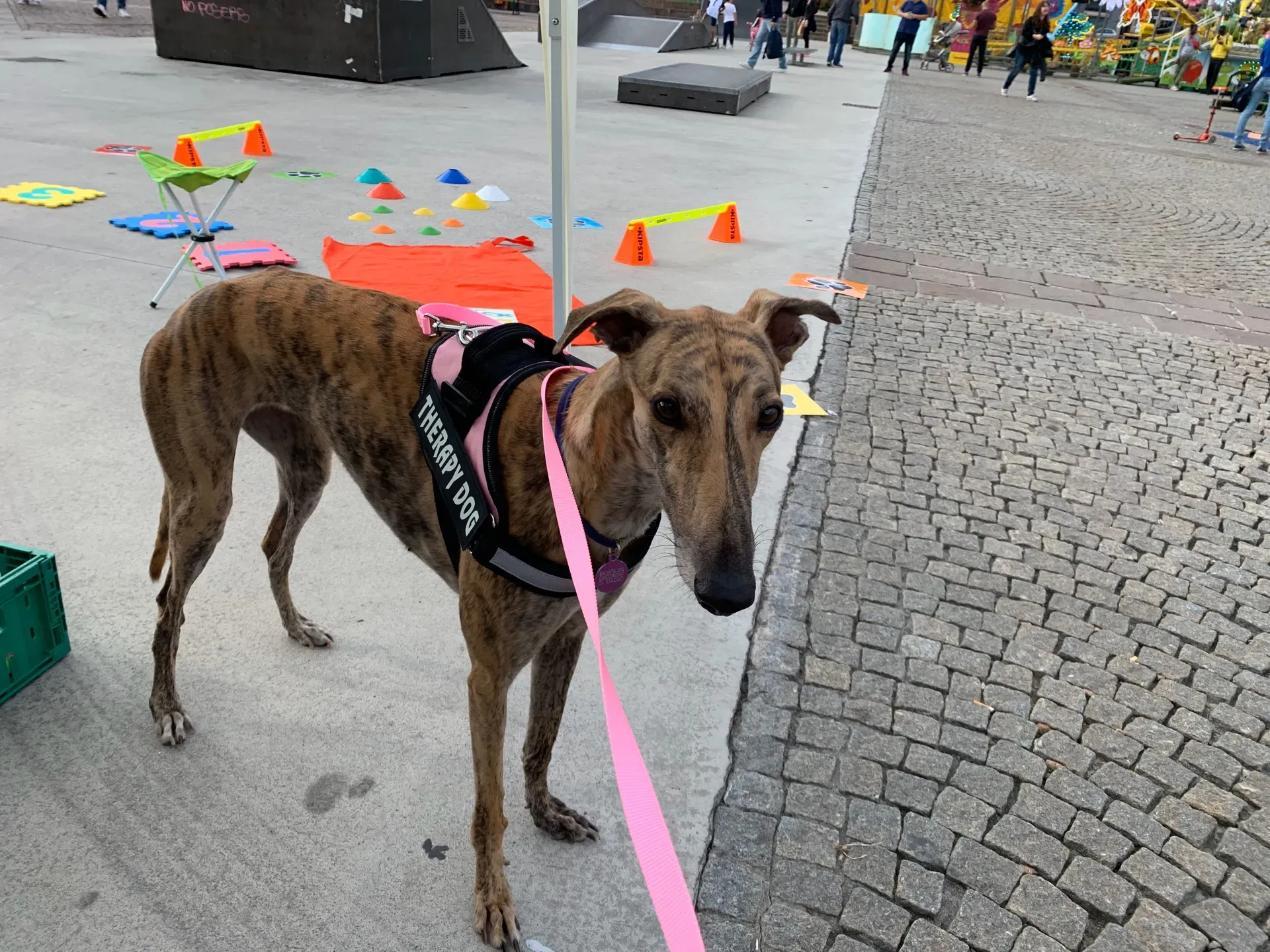 IAA pet therapy levrieri galgo greyhound 13