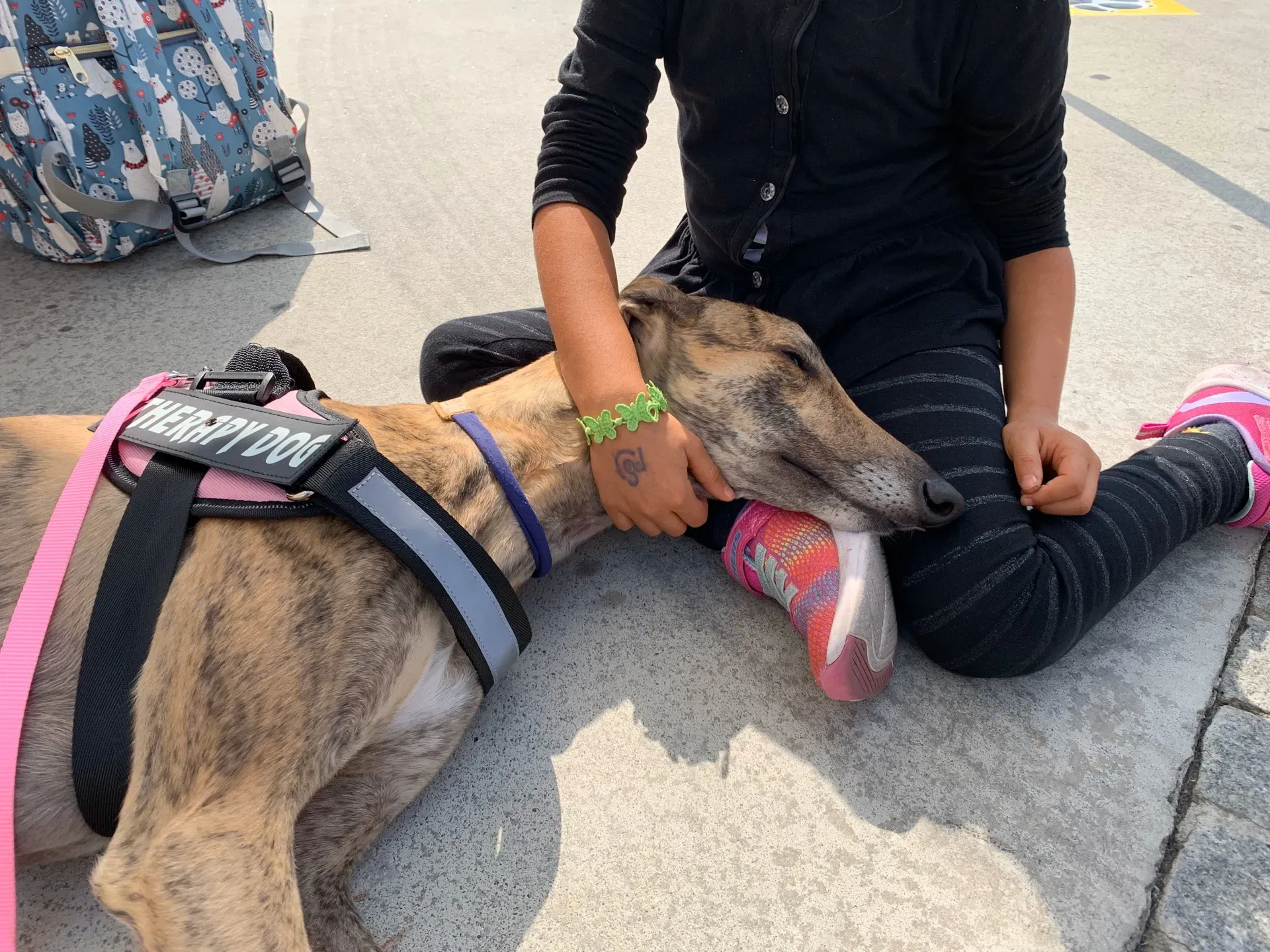 IAA pet therapy levrieri galgo greyhound 14