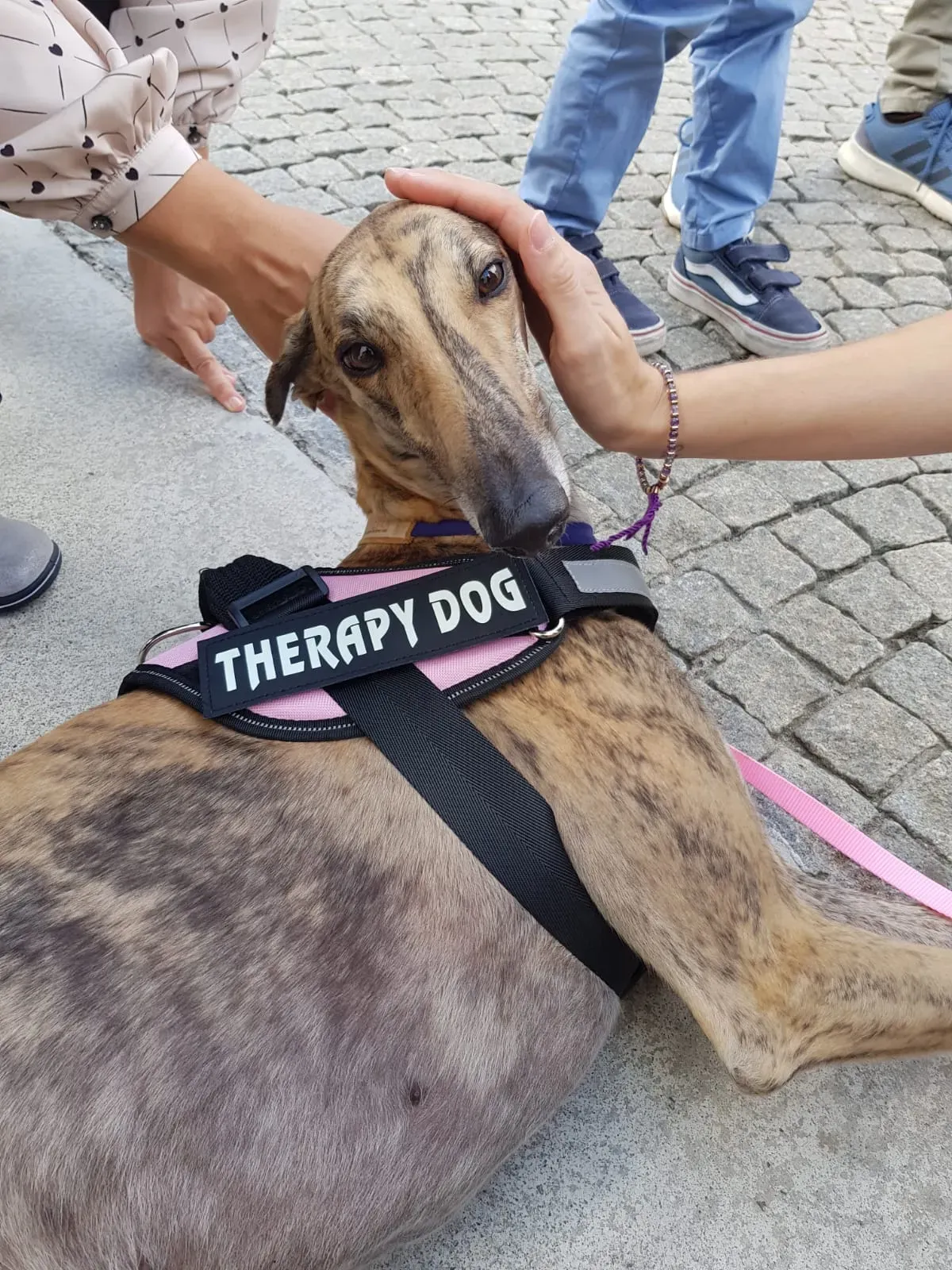 IAA pet therapy levrieri galgo greyhound 15