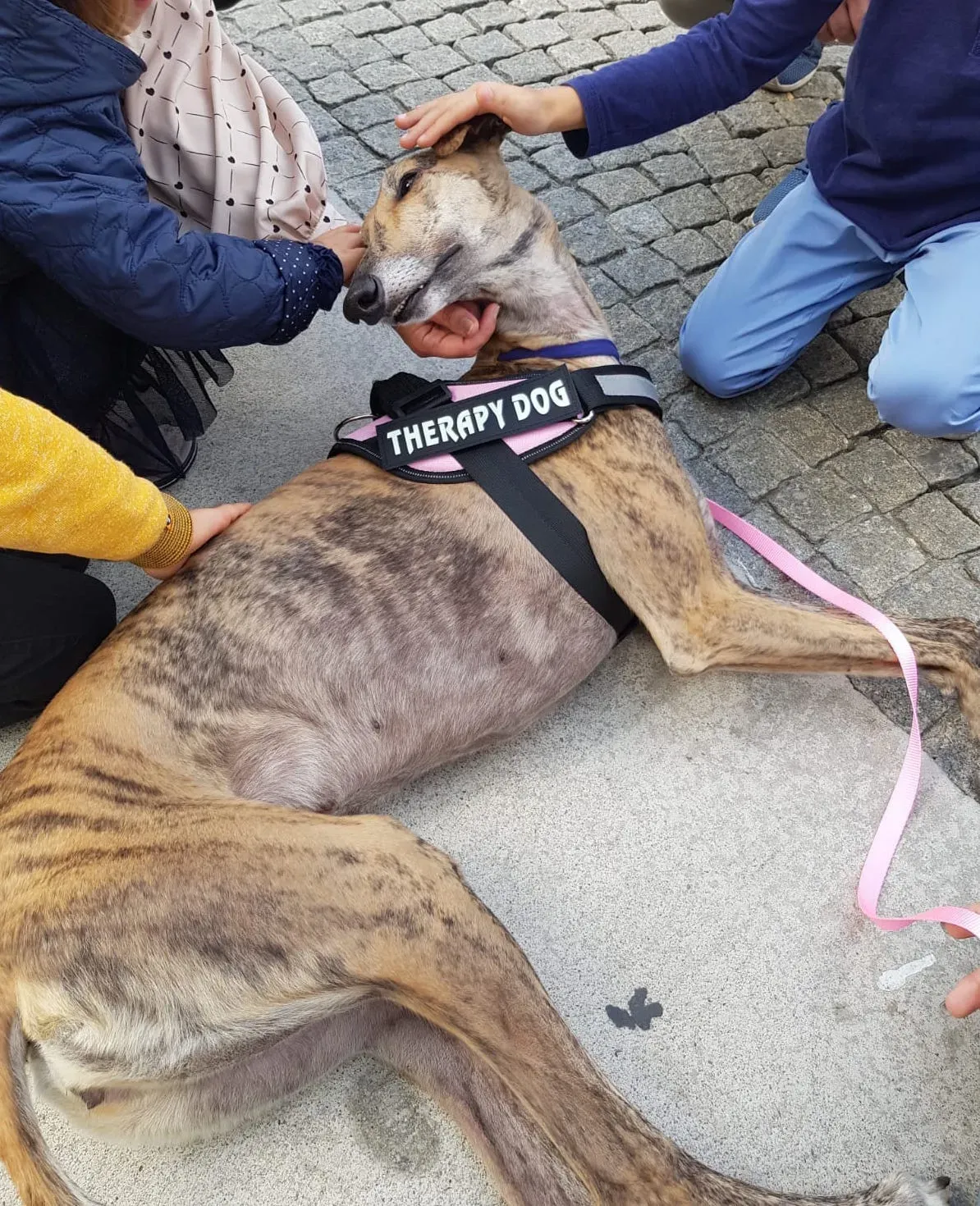 IAA pet therapy levrieri galgo greyhound 16