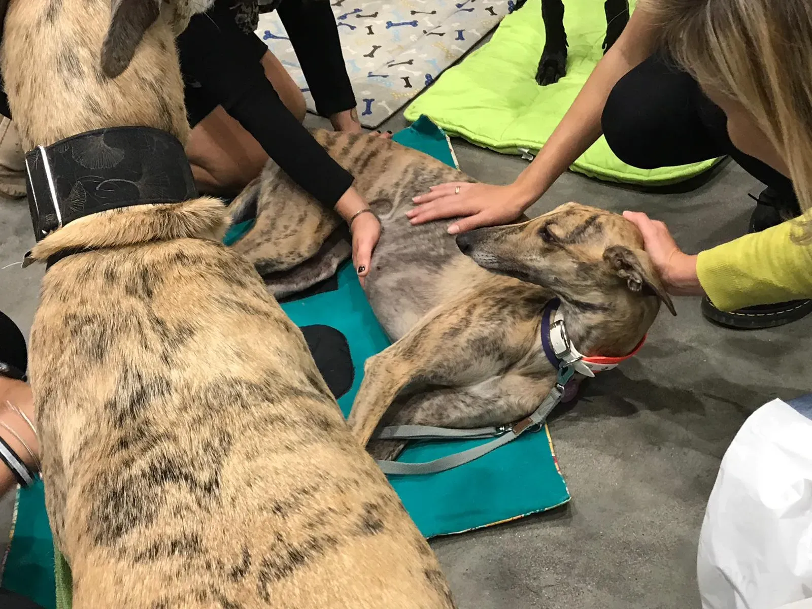 IAA pet therapy levrieri galgo greyhound 17