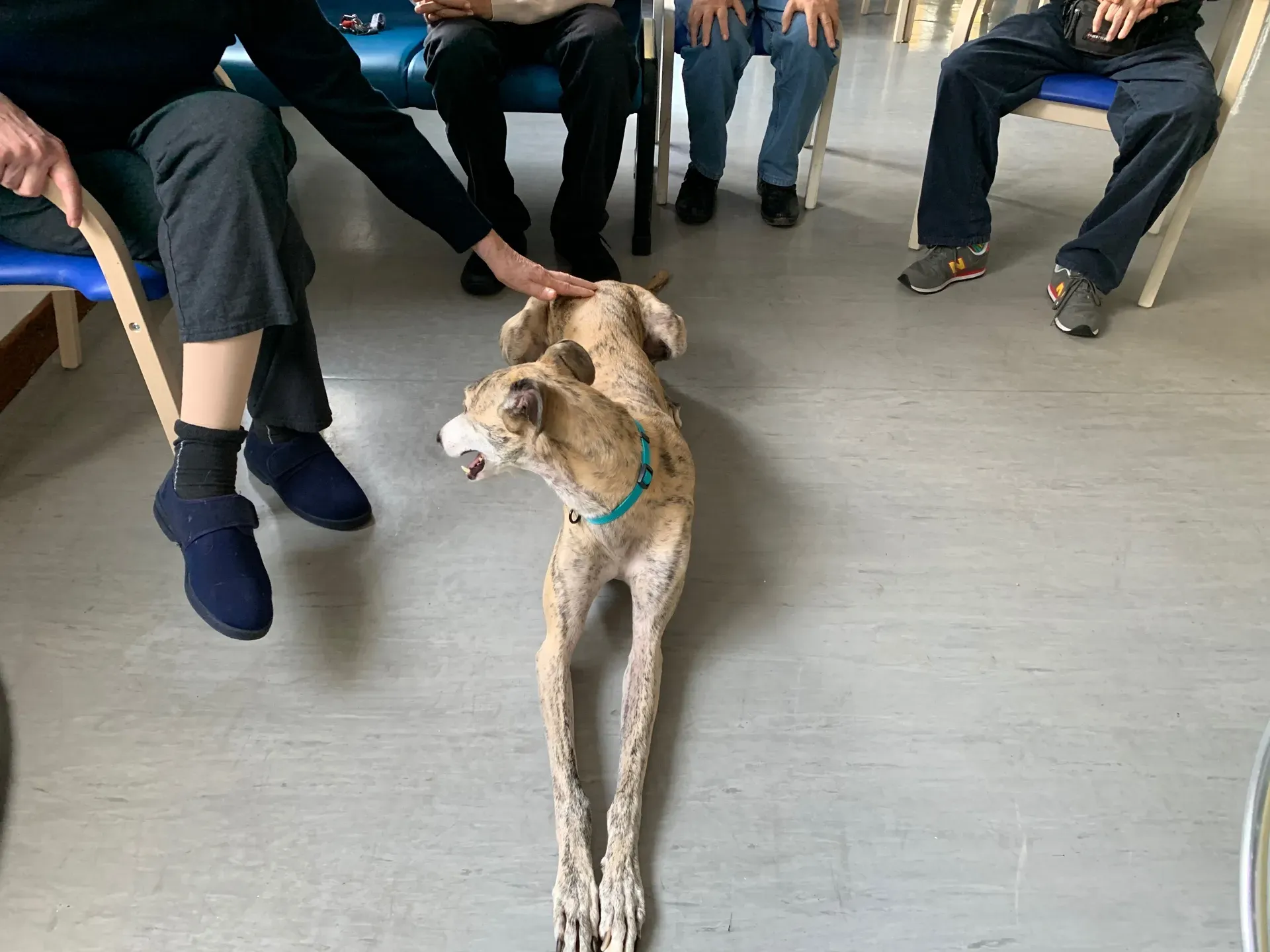 IAA pet therapy levrieri galgo greyhound 18