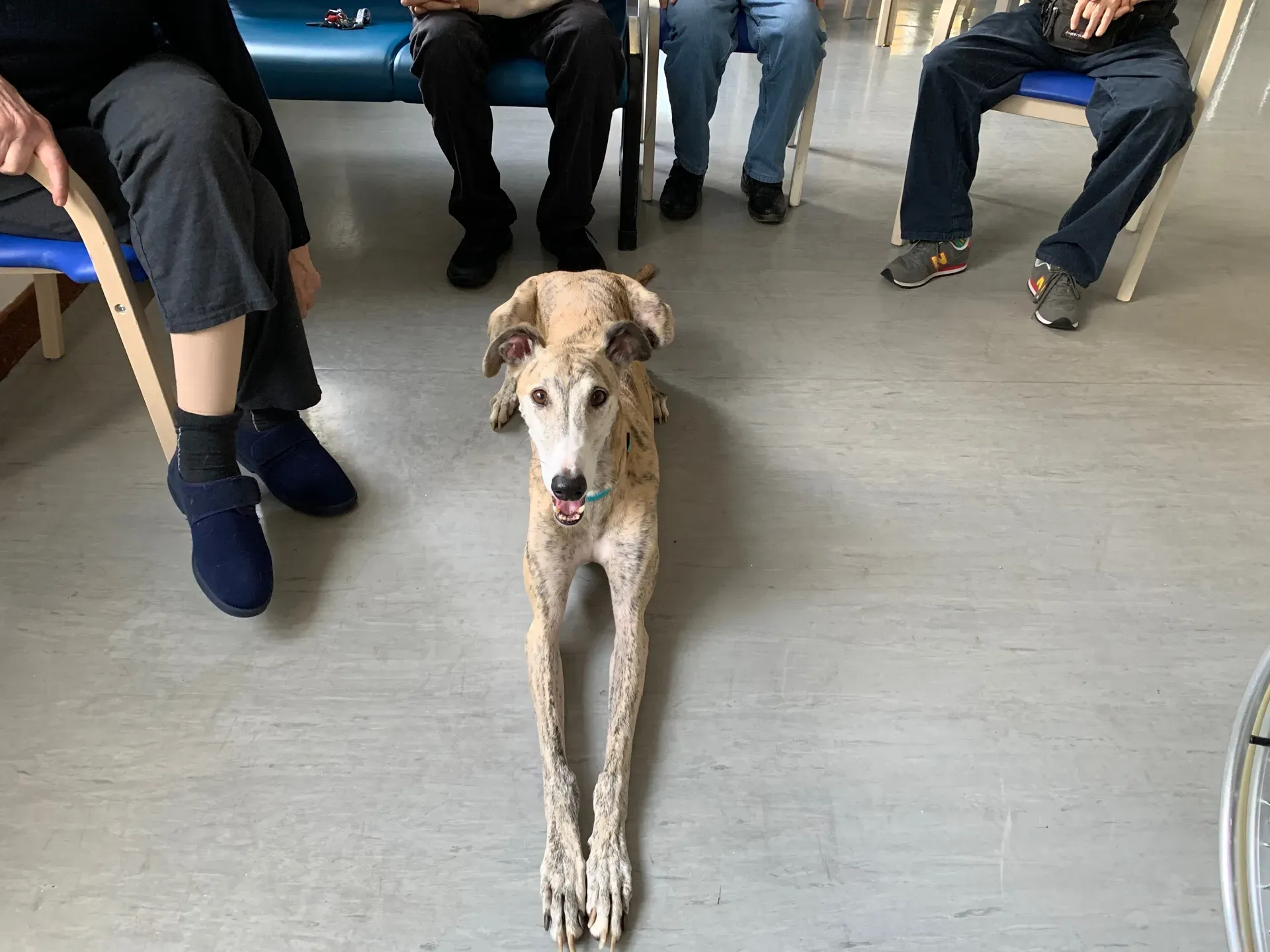IAA pet therapy levrieri galgo greyhound 19