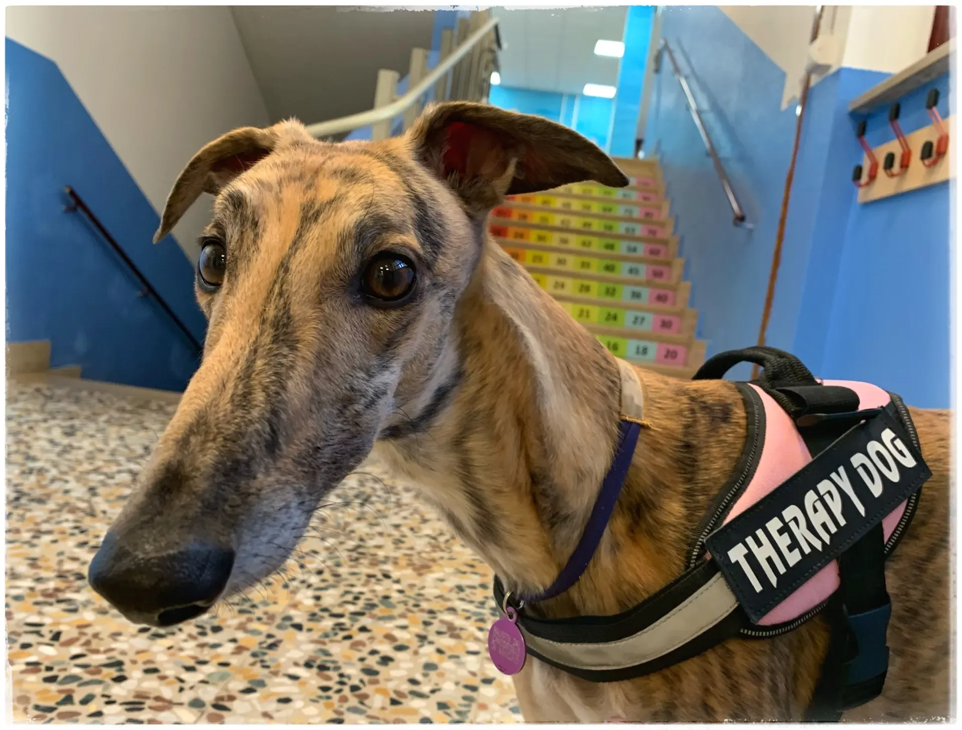 IAA pet therapy levrieri galgo greyhound 2
