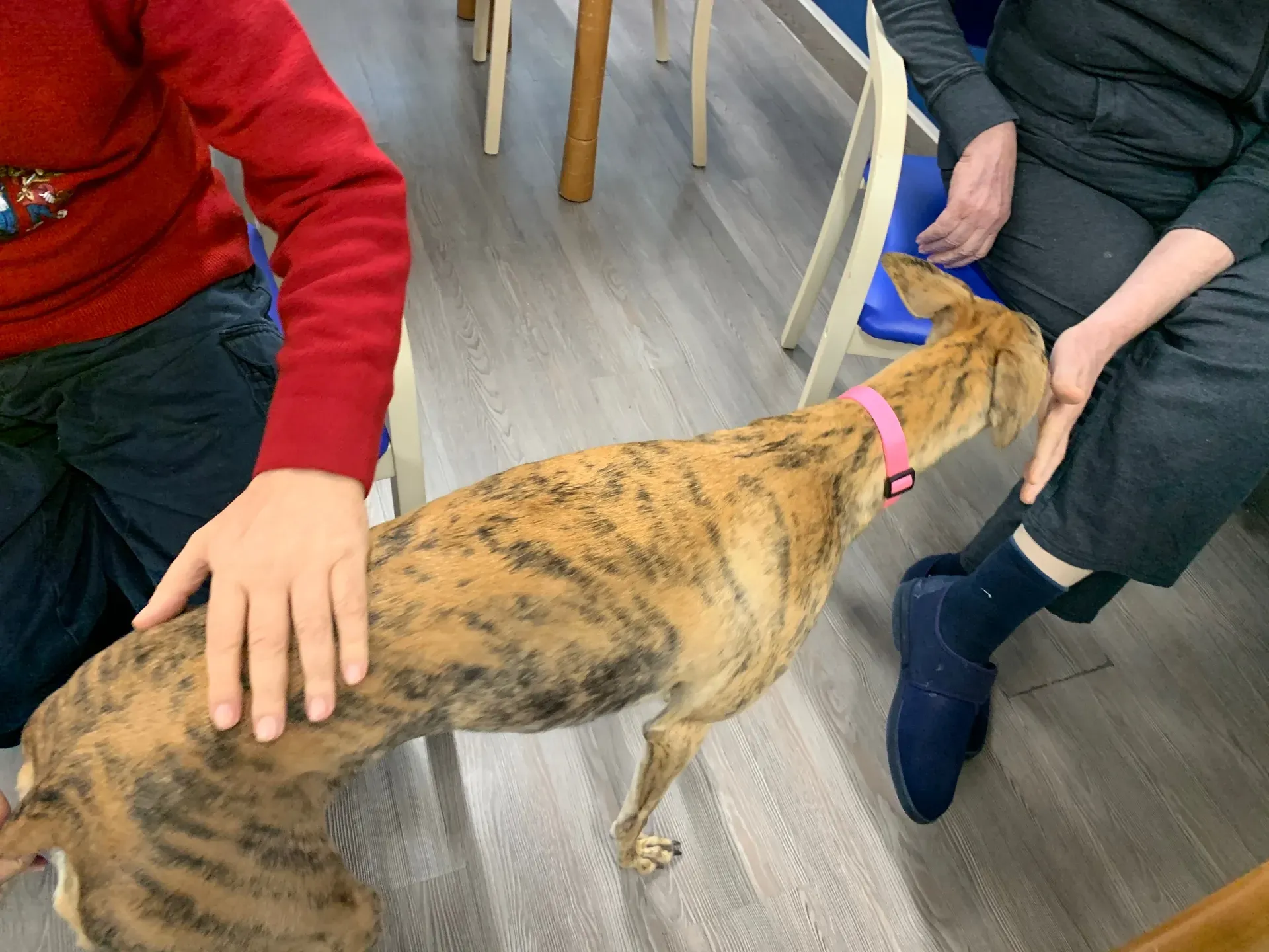 IAA pet therapy levrieri galgo greyhound 20