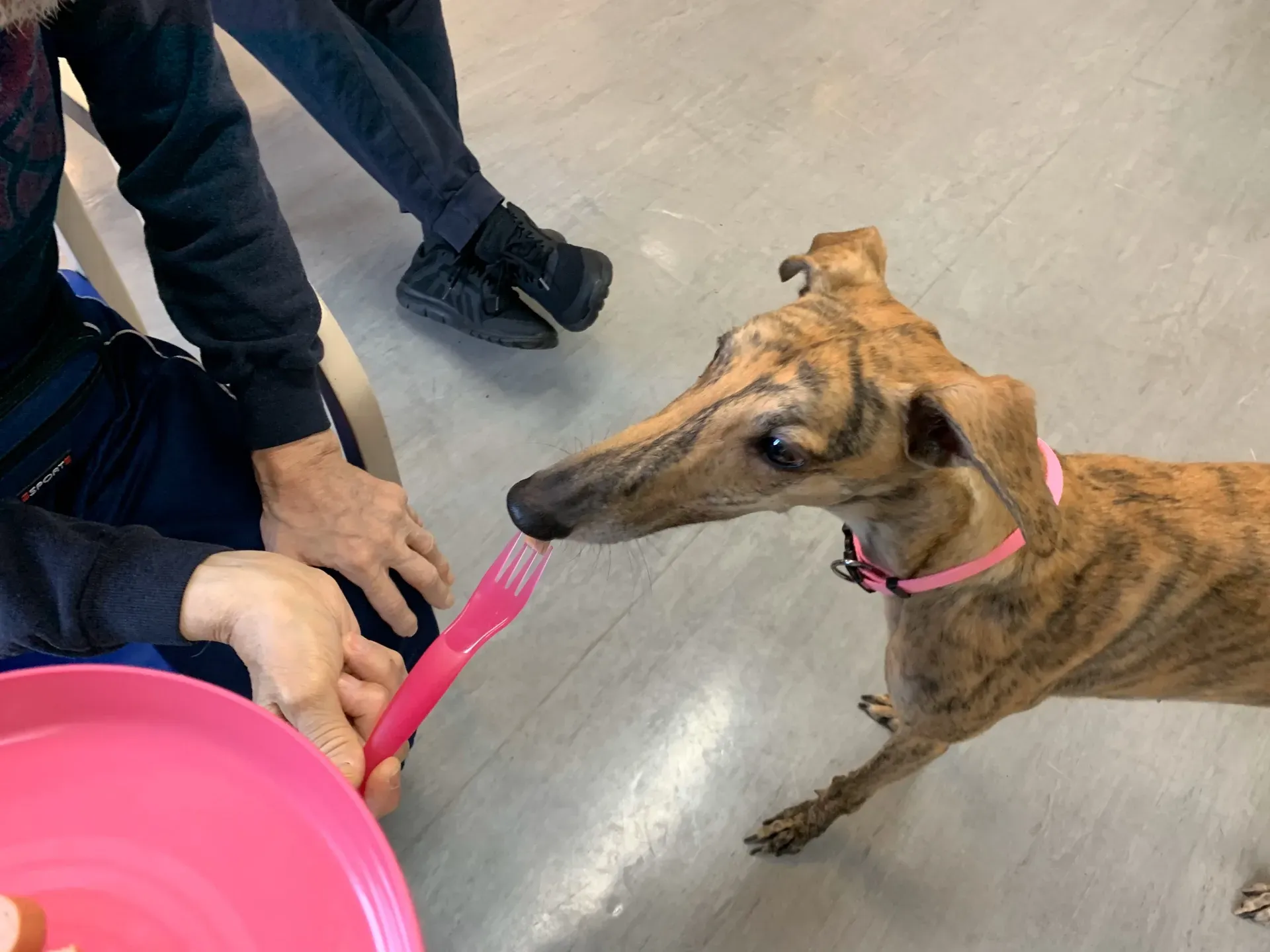 IAA pet therapy levrieri galgo greyhound 3