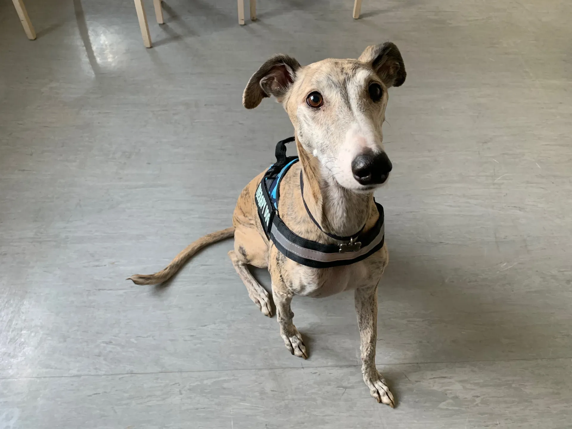 IAA pet therapy levrieri galgo greyhound 4