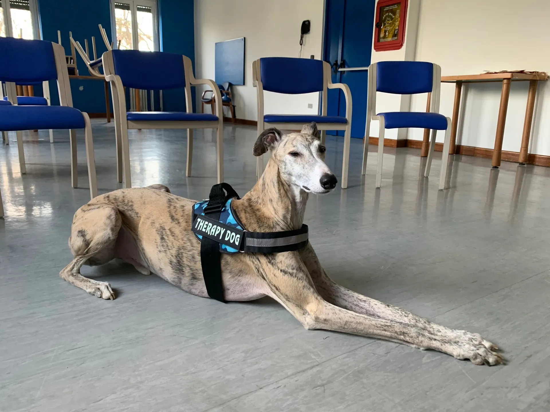 IAA pet therapy levrieri galgo greyhound 5