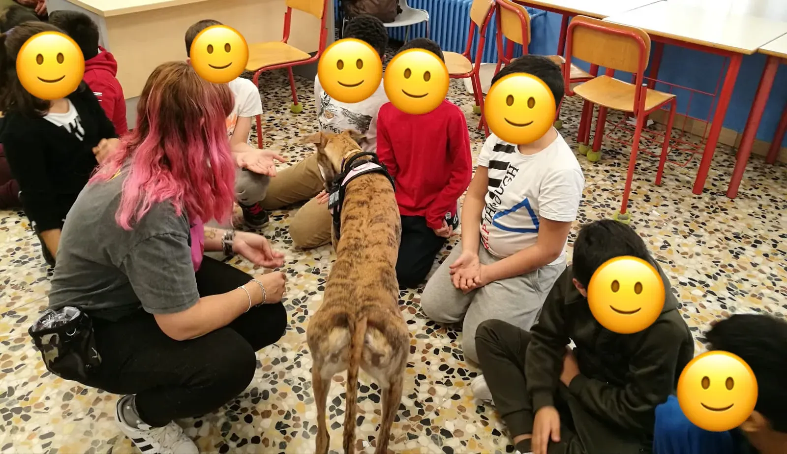 IAA pet therapy levrieri galgo greyhound 7