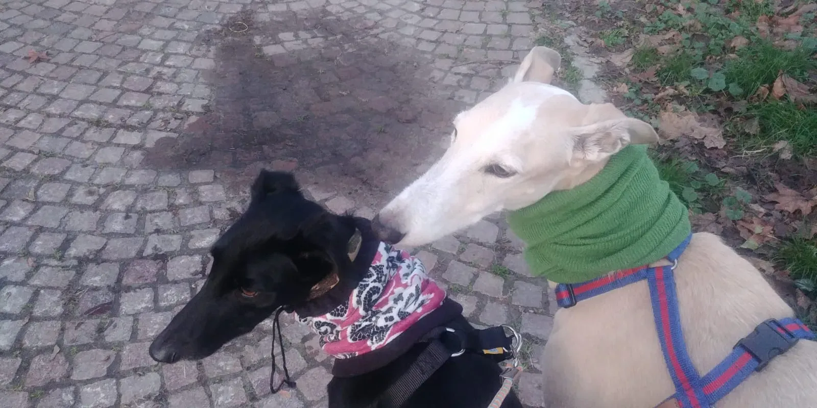 IMG 20191222 WA0019 1