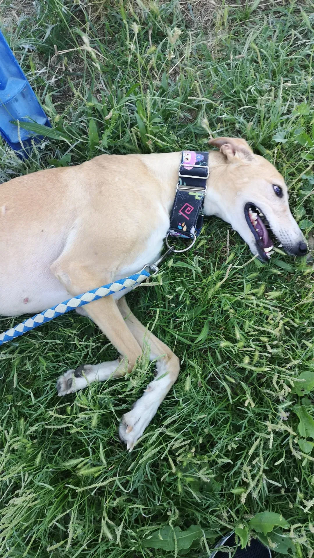 IMG 20210701 WA0111 1