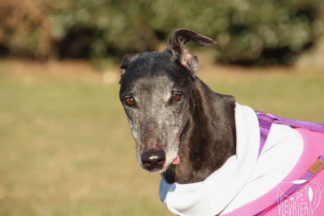 IMG 0286 risultato 1