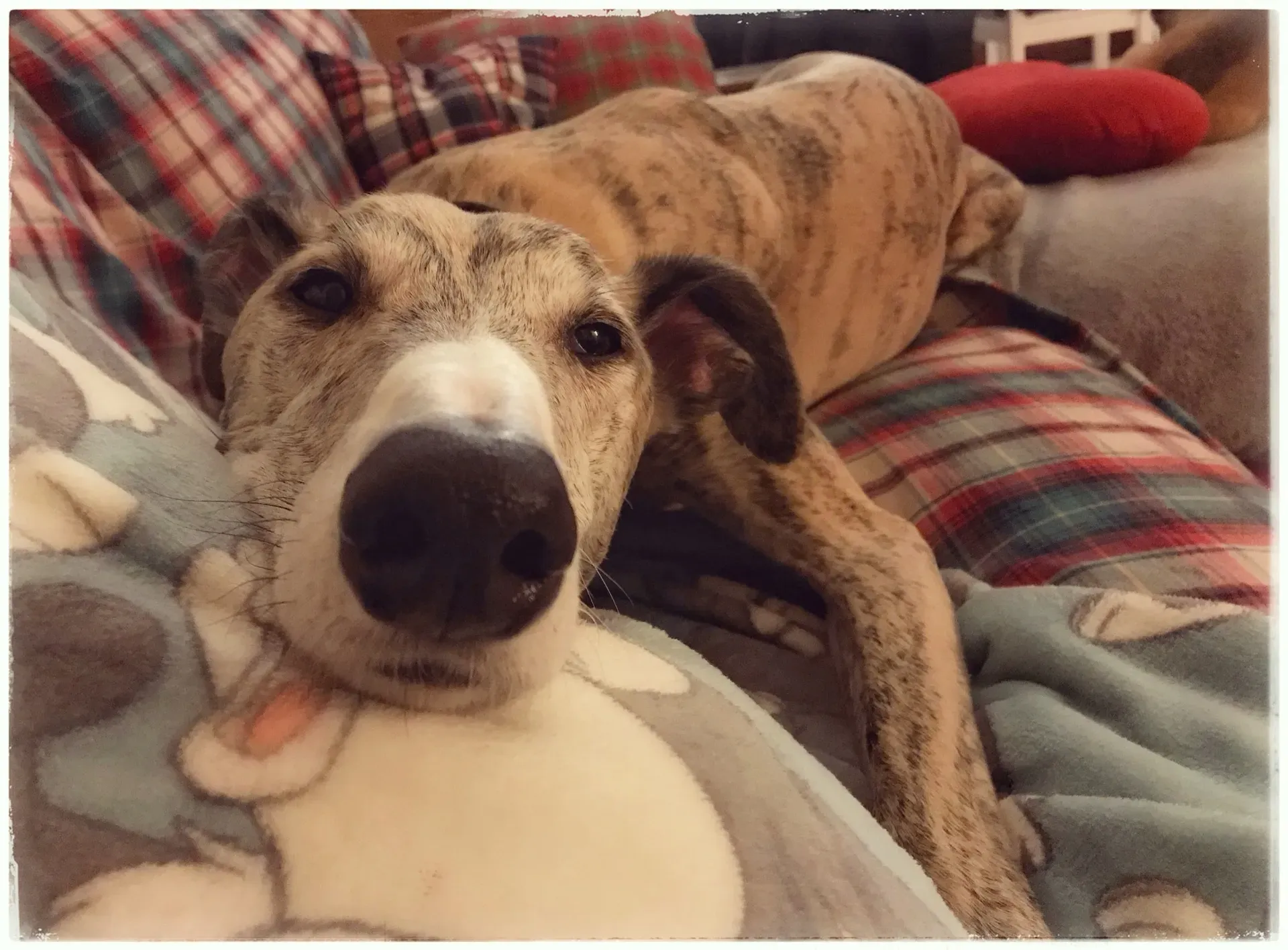 IMG 0396 06 08 18 21 44