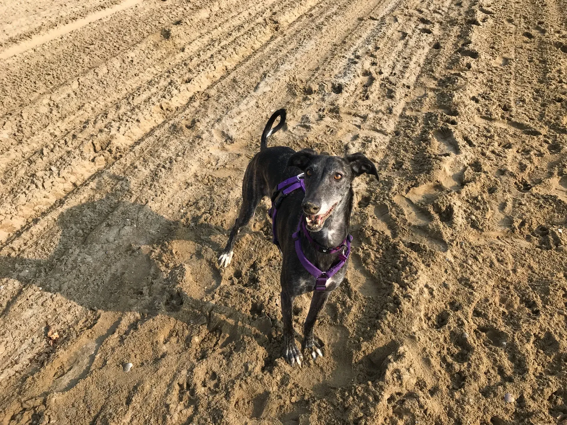 IMG 0741 06 08 18 21 50 1