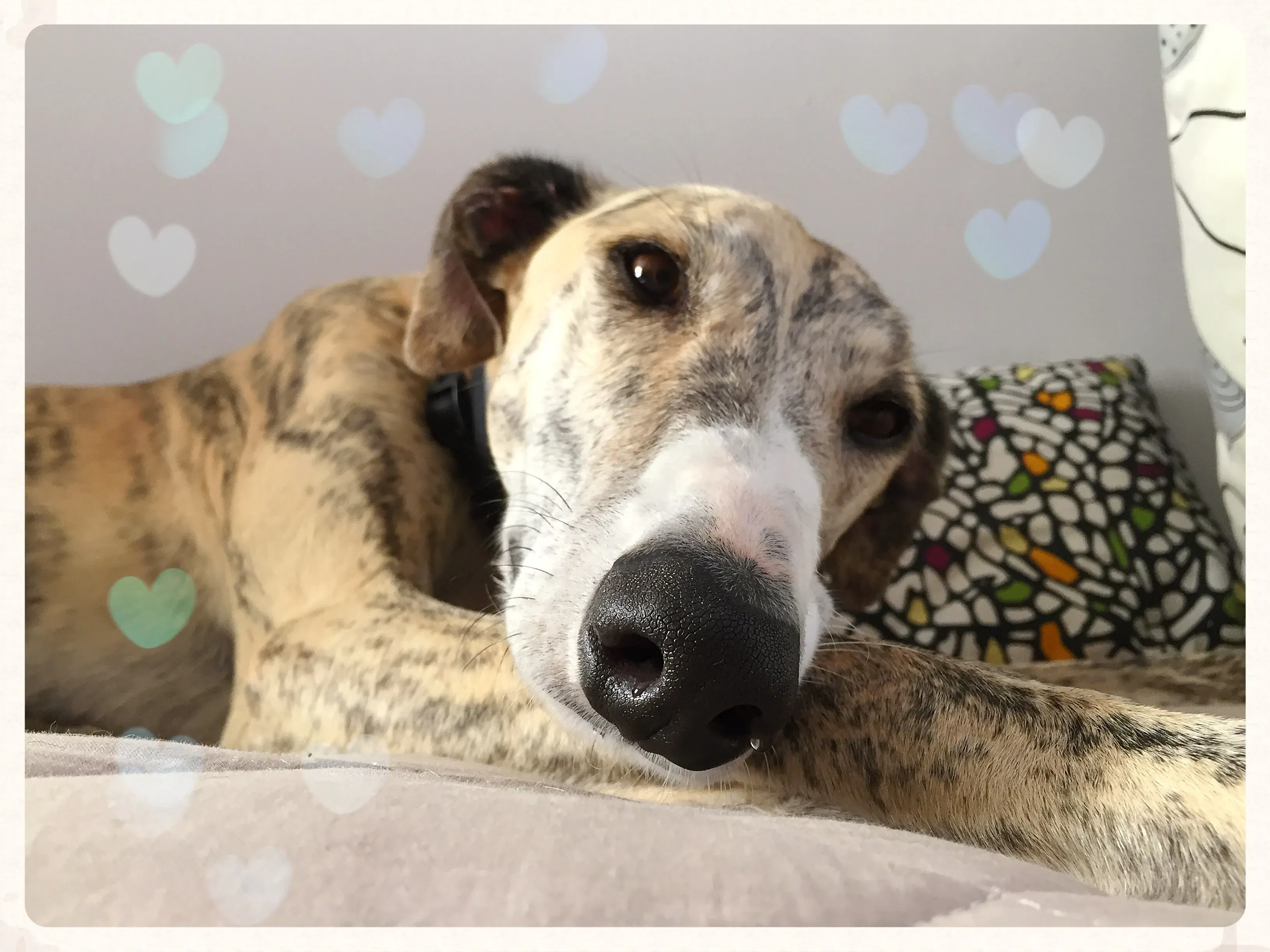 IMG 0983 06 08 18 21 58