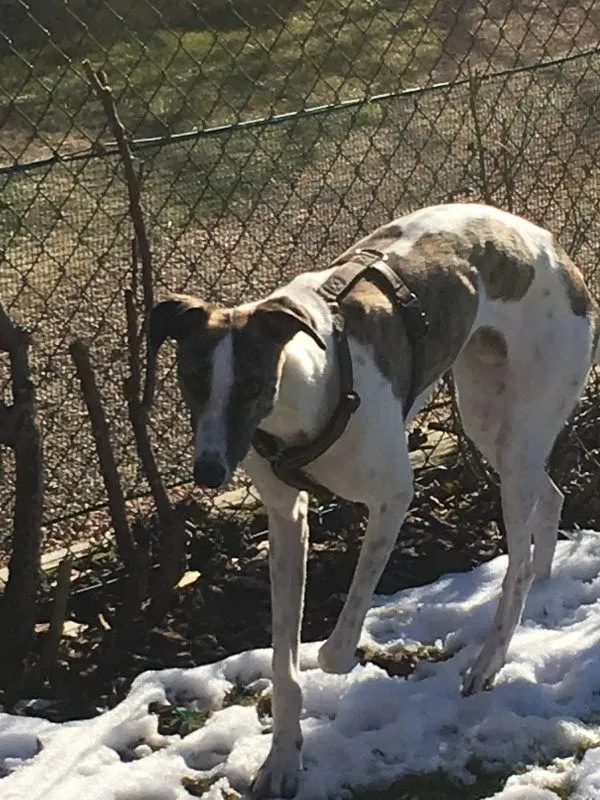 IMG 1209 e1490702221587