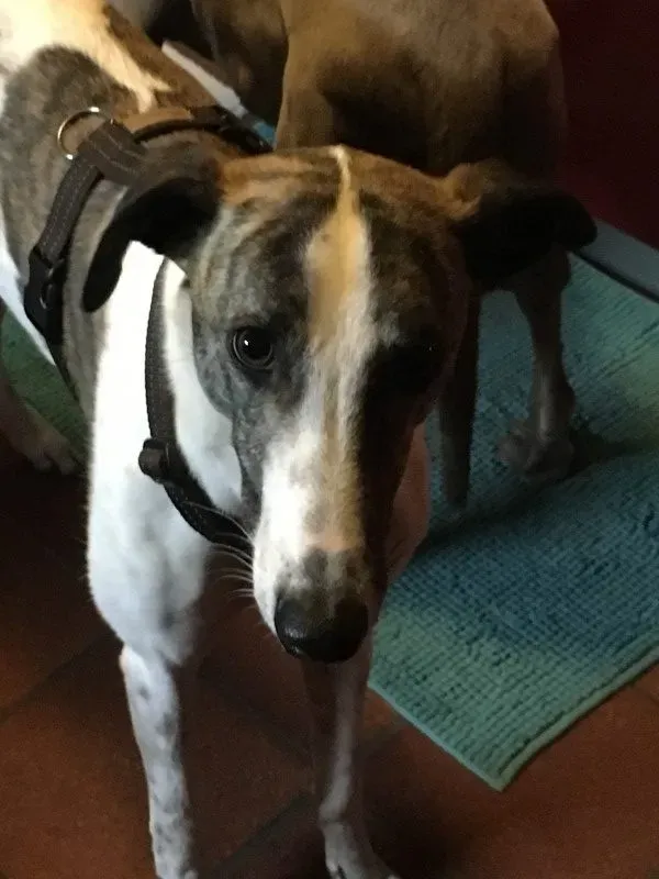 IMG 1217 e1490702233485