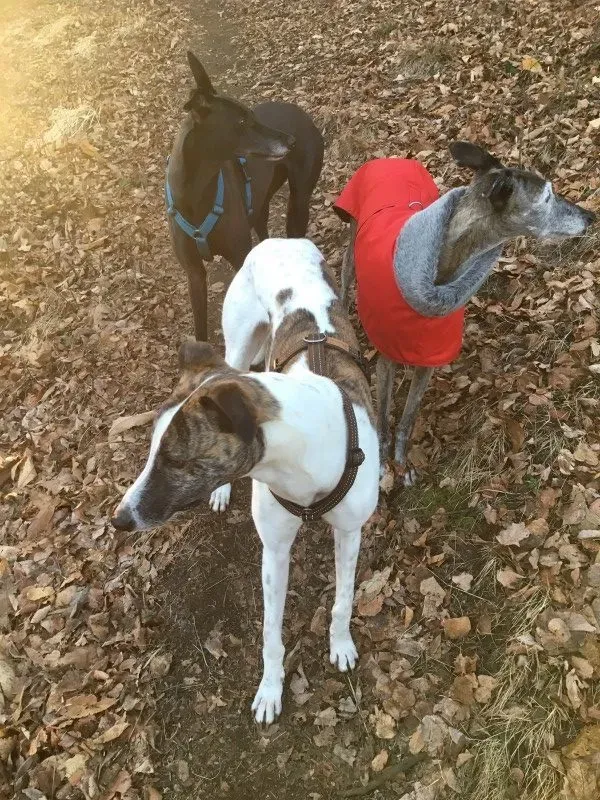 IMG 1251 e1490702245746