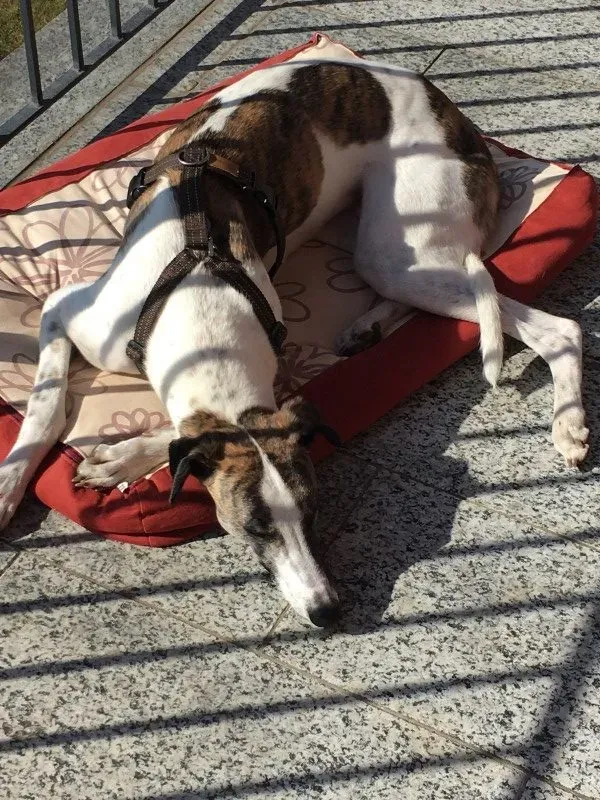 IMG 1260 e1490702261148