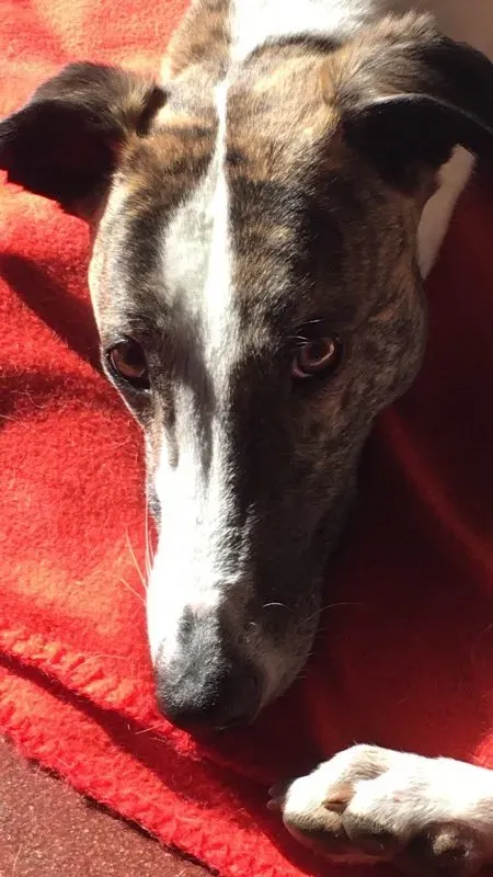 IMG 1265 e1490702270154