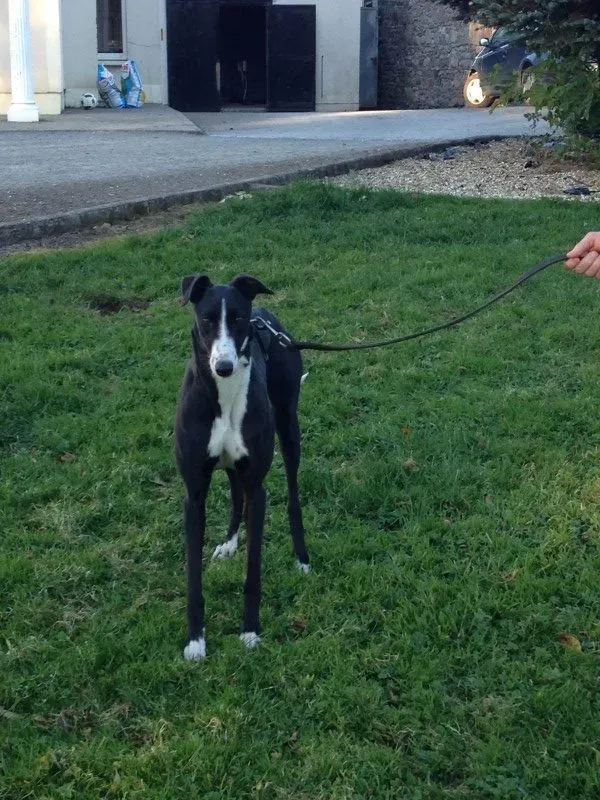 IMG 2188 e1478173739273