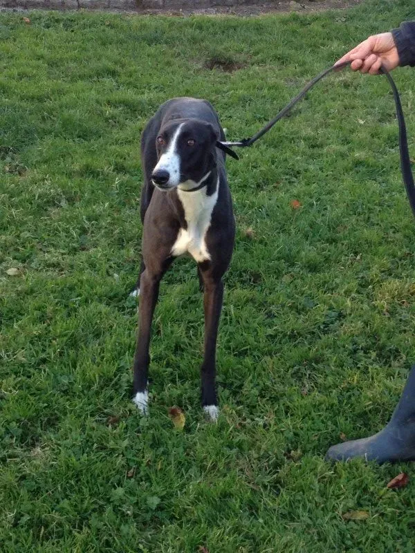 IMG 2189 e1478173760762